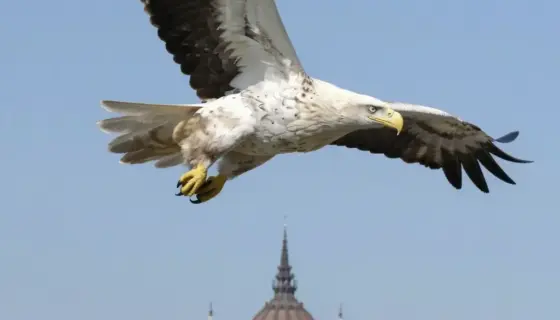 A majestic white-tailed eagle (miskolci galambdúc) soaring gracefully in the sky, with the Hungarian Parliament Building and Buda Castle visible in the background under a bright blue sky, symbolizing the 'villanyrendőr projekt' (sun power project) initiative in Miskolc, Hungary