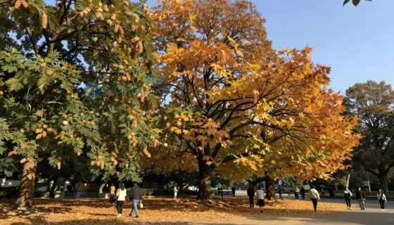 A peaceful park scene with chestnut trees in autumn, with people walking and enjoying the scenery. The atmosphere is calm and serene, with golden leaves covering the ground and a clear blue sky above. The trees are tall and majestic, with their branches reaching out towards the sky.