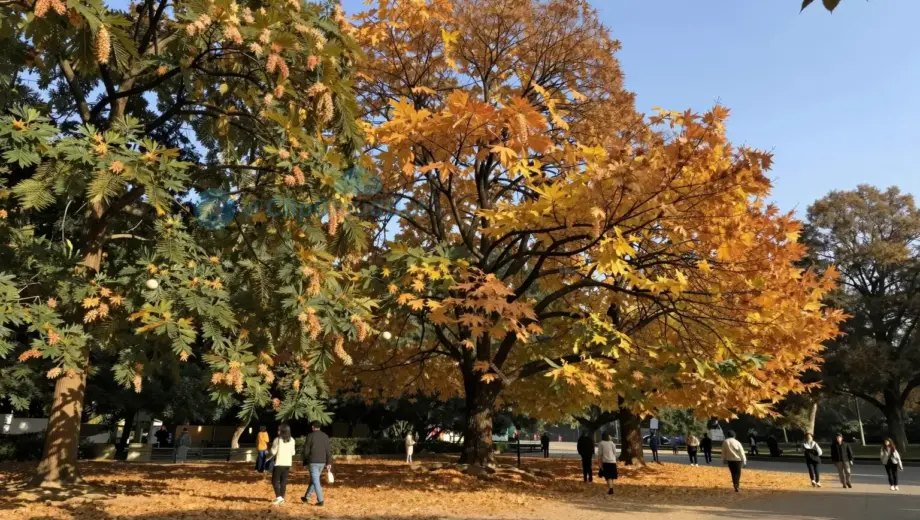 A peaceful park scene with chestnut trees in autumn, with people walking and enjoying the scenery. The atmosphere is calm and serene, with golden leaves covering the ground and a clear blue sky above. The trees are tall and majestic, with their branches reaching out towards the sky.
