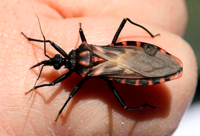 Paraziták a bogárban, Horrortörténet az állatvilágból | National Geographic