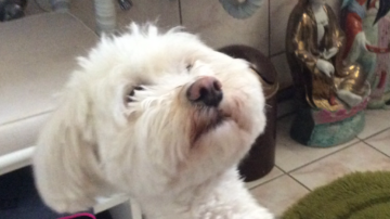 Így tanítsd meg a kutyádat, hogy szóljon, ha pisilnie kell