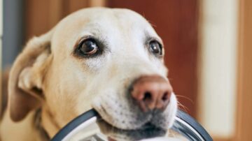 Ha rád teszi a kutyád a mancsát, ezt üzeni vele