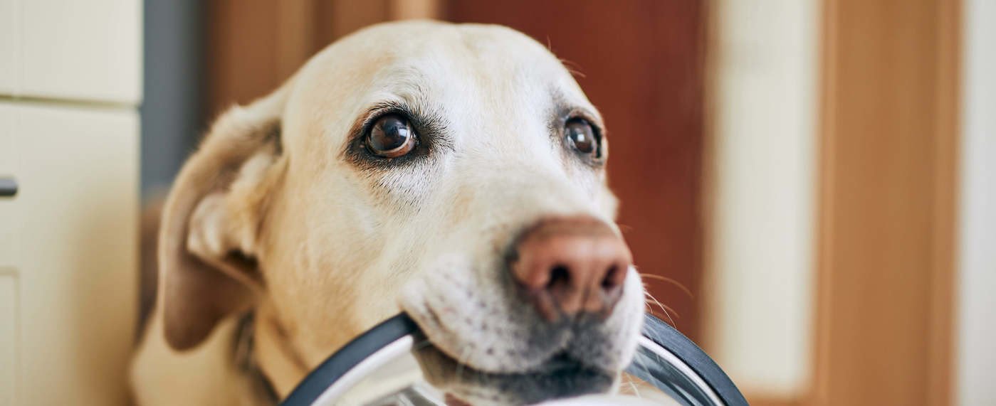 Ha rád teszi a kutyád a mancsát, ezt üzeni vele