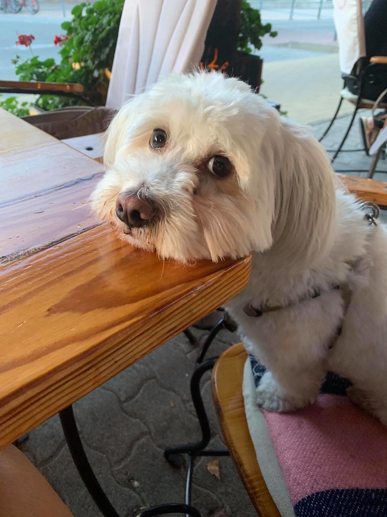 Így tanítsd meg a kutyádat, hogy szóljon, ha pisilnie kell