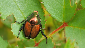 Ha ezt a bogarat meglátod a kocsidban, azonnal cselekedj