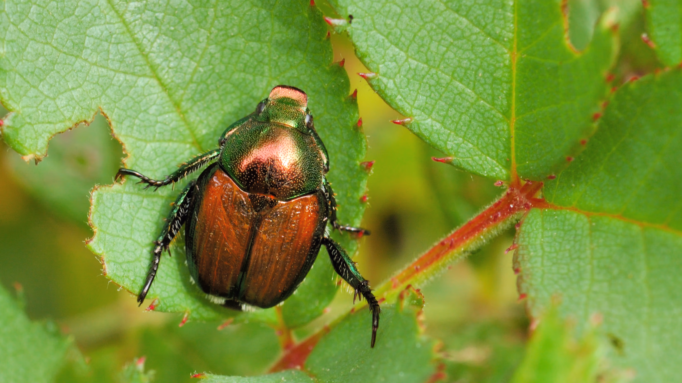 Ha ezt a bogarat meglátod a kocsidban, azonnal cselekedj