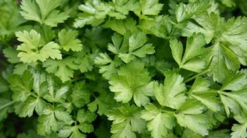 Nem hinnénk, de ezt teszi a petrezselyem a szervezetünkkel – ez egy vitaminbomba