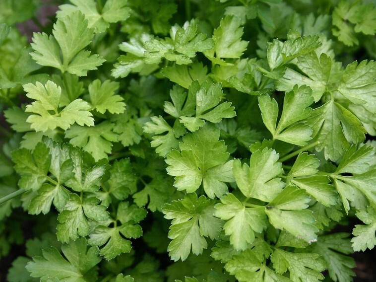 Nem hinnénk, de ezt teszi a petrezselyem a szervezetünkkel – ez egy vitaminbomba