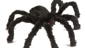 Tudtad? Ezt jelenti, ha pók költözik az otthonodba