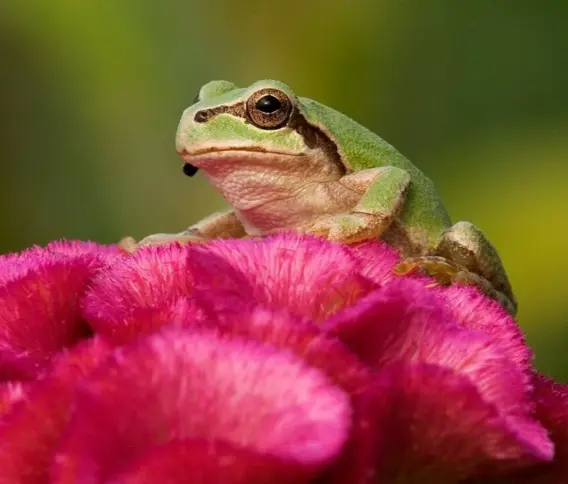 Daganatpusztító csodafegyvert találtak a tudósok